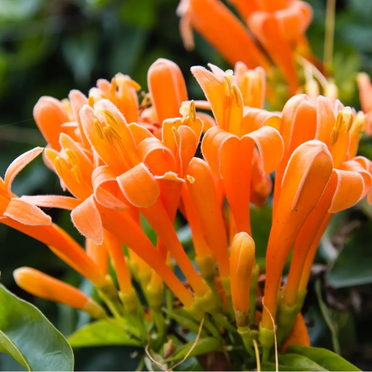 60 Honeysuckle Vine Seeds | Fragrant Climbing Flower | Pollinator-Friendly