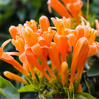 60 Honeysuckle Vine Seeds | Fragrant Climbing Flower | Pollinator-Friendly