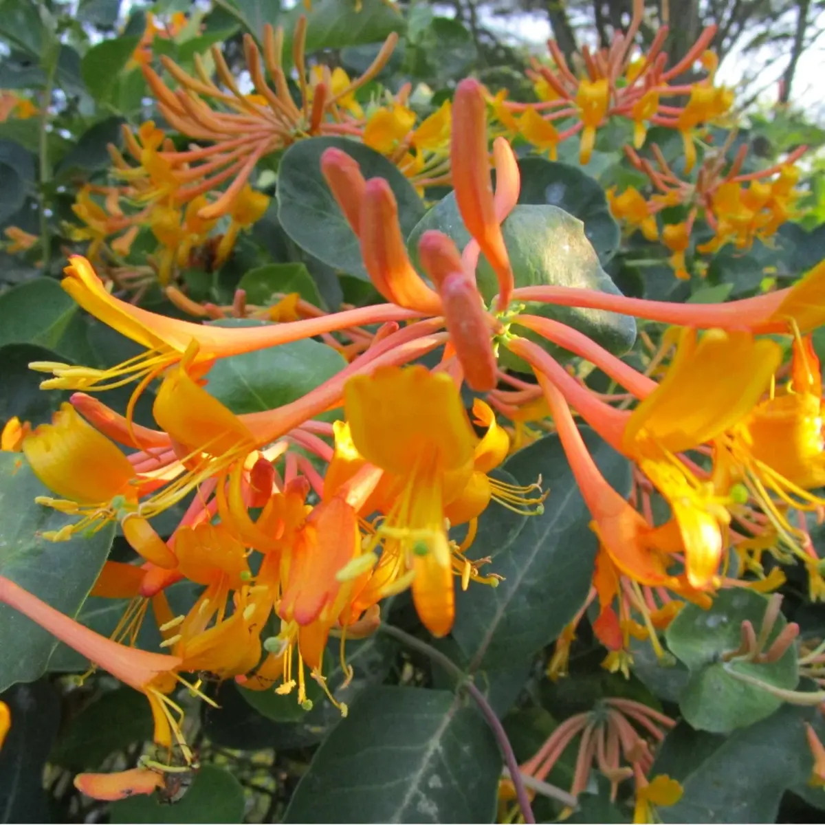 60 Honeysuckle Vine Seeds | Fragrant Climbing Flower | Pollinator-Friendly