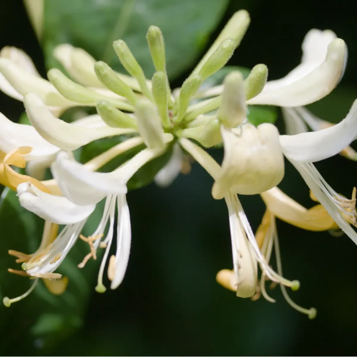 60 Honeysuckle Vine Seeds | Fragrant Climbing Flower | Pollinator-Friendly