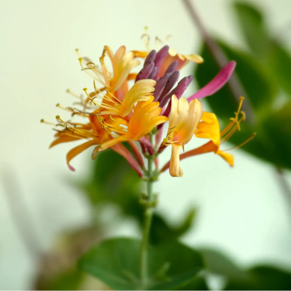 60 Honeysuckle Vine Seeds | Fragrant Climbing Flower | Pollinator-Friendly