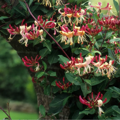 60 Honeysuckle Vine Seeds | Fragrant Climbing Flower | Pollinator-Friendly