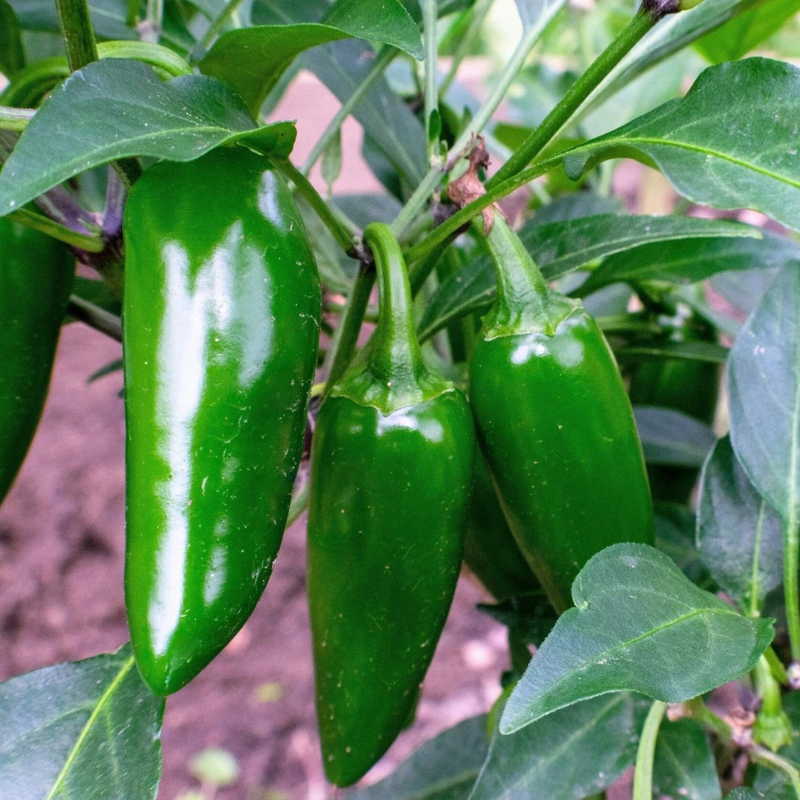 Fresh, glossy green jalapeño peppers ripening on the plant, ready for harvesting. HarvestNest Seeds