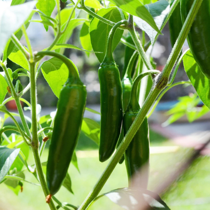 Hot Jalapeno Chilli Pepper Seeds