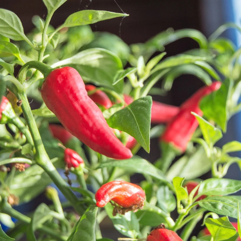 Hot Jalapeno Chilli Pepper Seeds