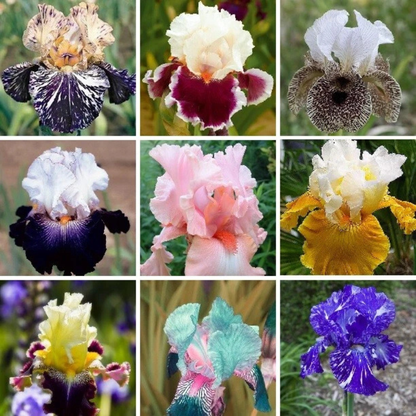 Mixed heirloom Iris flowers in vibrant colors, perfect for cottage gardens and stunning ornamental landscapes. HarvestNest Seeds
