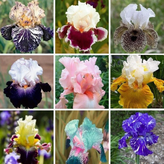 Mixed heirloom Iris flowers in vibrant colors, perfect for cottage gardens and stunning ornamental landscapes. HarvestNest Seeds