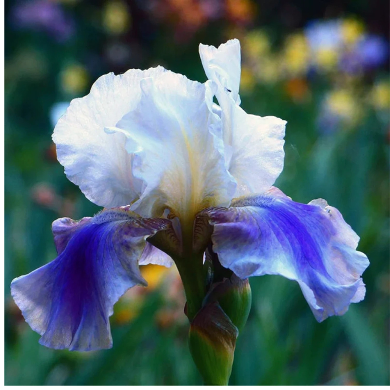 30 Iris Seeds Mixed Heirloom Varieties – Perennial Flowers