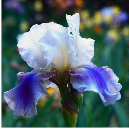 30 Iris Seeds Mixed Heirloom Varieties – Perennial Flowers