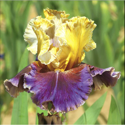 30 Iris Seeds Mixed Heirloom Varieties – Perennial Flowers