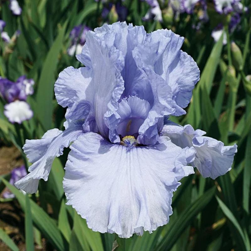 30 Iris Seeds Mixed Heirloom Varieties – Perennial Flowers