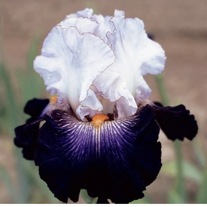 30 Iris Seeds Mixed Heirloom Varieties – Perennial Flowers
