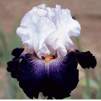 30 Iris Seeds Mixed Heirloom Varieties – Perennial Flowers