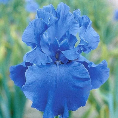 30 Iris Seeds Mixed Heirloom Varieties – Perennial Flowers