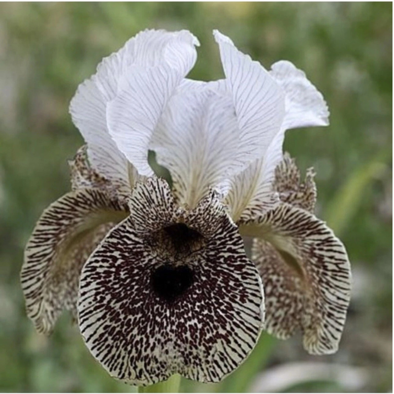 30 Iris Seeds Mixed Heirloom Varieties – Perennial Flowers