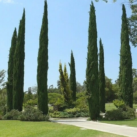 200 Italian Cypress Tree Seeds | Cupressus sempervirens ‘Stricta’