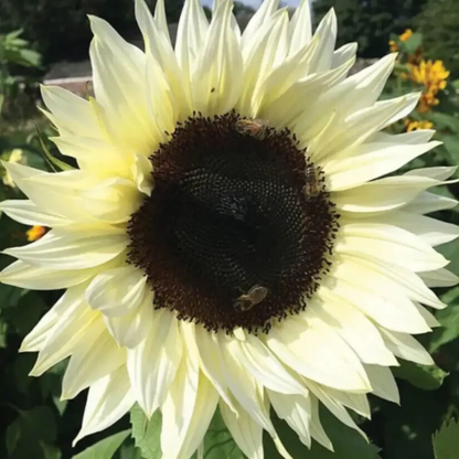 50 Italian White Sunflower Seeds – Heirloom Non-GMO