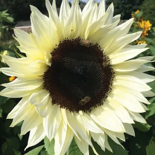50 Italian White Sunflower Seeds – Heirloom Non-GMO