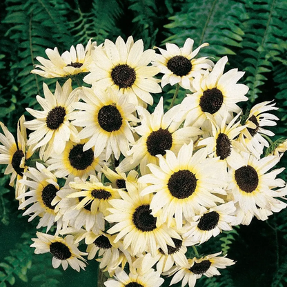 50 Italian White Sunflower Seeds – Heirloom Non-GMO