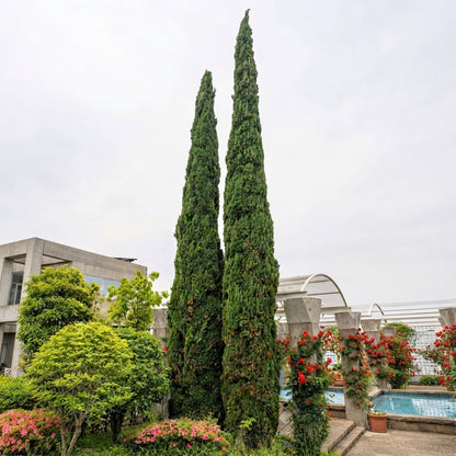Italian Cypress Tree Seeds – Cupressus sempervirens with tall, narrow evergreen growth and dense dark green foliage, ideal for Mediterranean gardens, privacy screens and landscape accents. HarvestNest Seeds