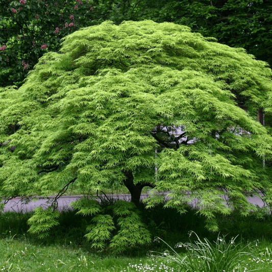 Large green tree in a garden setting with grass and flowers. HarvestNest Seeds