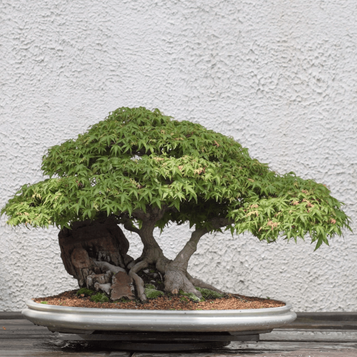 Bonsai tree in a pot - HarvestNest Seeds