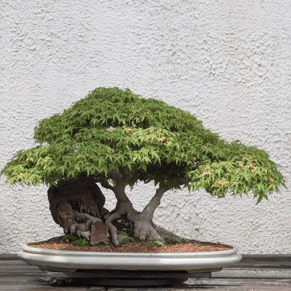Bonsai tree in a pot - HarvestNest Seeds