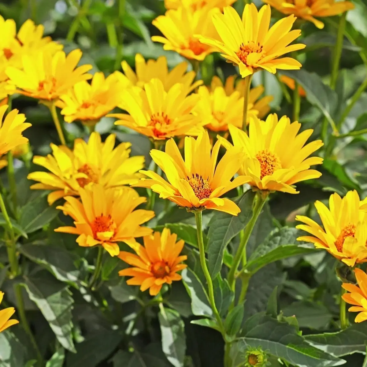 Close-up of bright yellow flowers with green leaves - HarvestNest Seeds