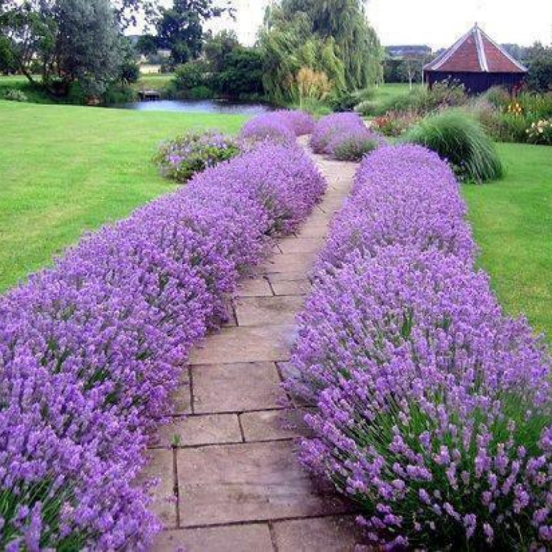 Vibrant lavender garden lining a stone pathway, perfect for sensory and decorative planting. HarvestNest Seeds