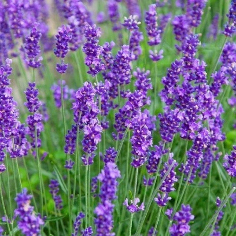 Lavender Seeds | NON-GMO – Grow Fragrant Purple Blooms