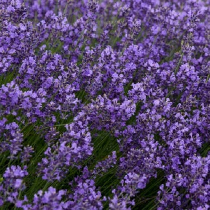 Lavender Seeds | NON-GMO – Grow Fragrant Purple Blooms