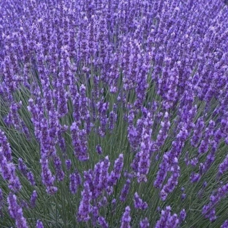Lavender Seeds | NON-GMO – Grow Fragrant Purple Blooms