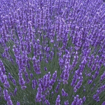 Lavender Seeds | NON-GMO – Grow Fragrant Purple Blooms