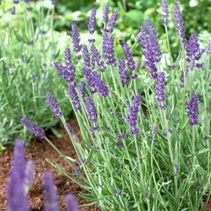 Lavender Seeds | NON-GMO – Grow Fragrant Purple Blooms