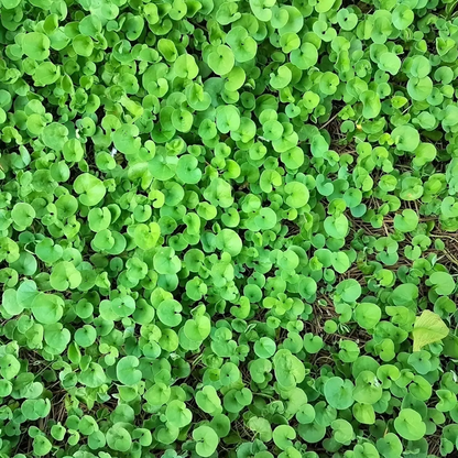 Close-up of a dense patch of green leaves - HarvestNest Seeds