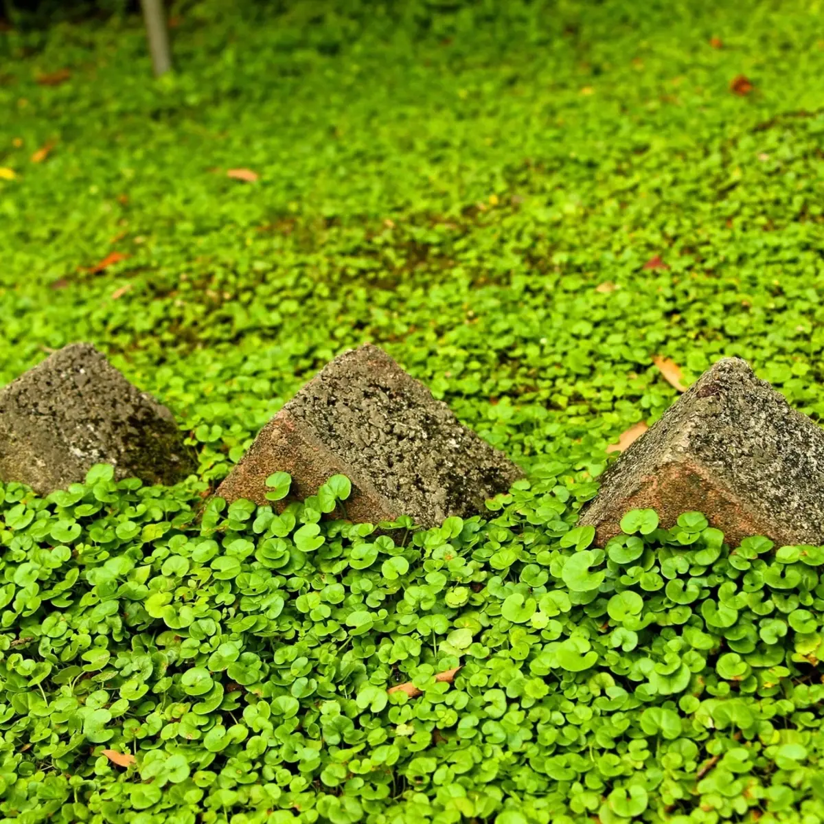 Close-up of green plants and rocks on a green background - HarvestNest Seeds