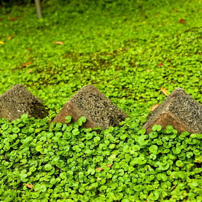 Close-up of green plants and rocks on a green background - HarvestNest Seeds
