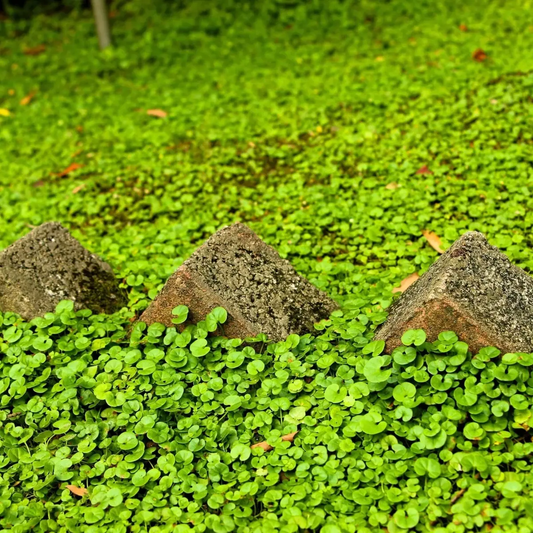 Close-up of green plants and rocks on a green background - HarvestNest Seeds
