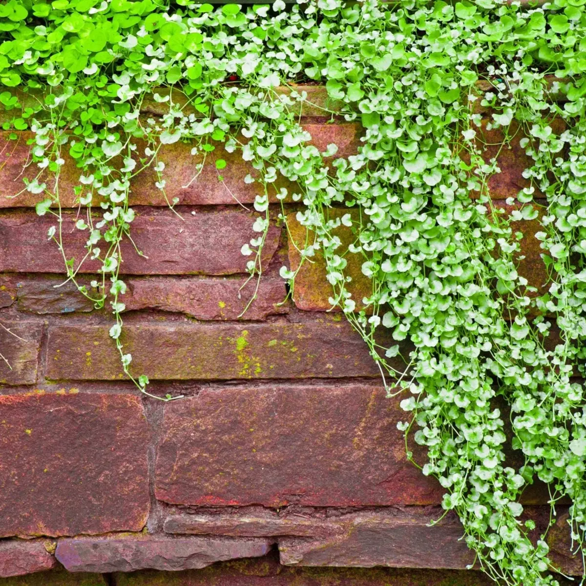 Green vines cascading over a stone wall - hot sauce pepper seeds - HarvestNest Seeds