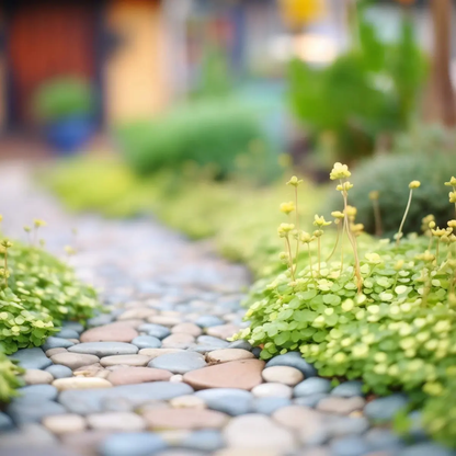 Pebble pathway with green plants on a blurred background - HarvestNest Seeds