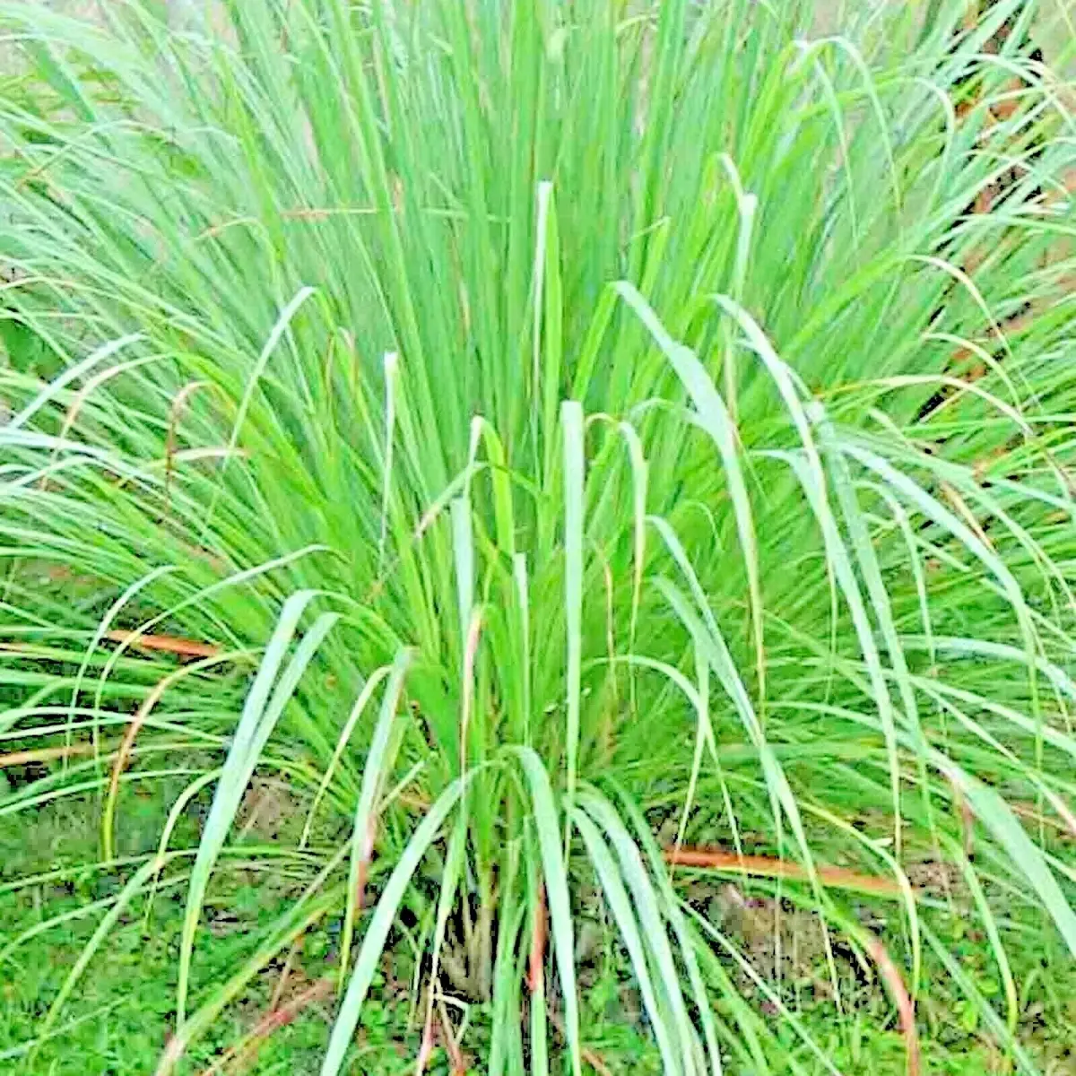 400 Lemongrass Seeds - Natural Mosquito-Repelling • Culinary • NON-GMO Heirloom