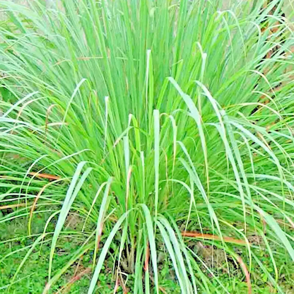 400 Lemongrass Seeds - Natural Mosquito-Repelling • Culinary • NON-GMO Heirloom