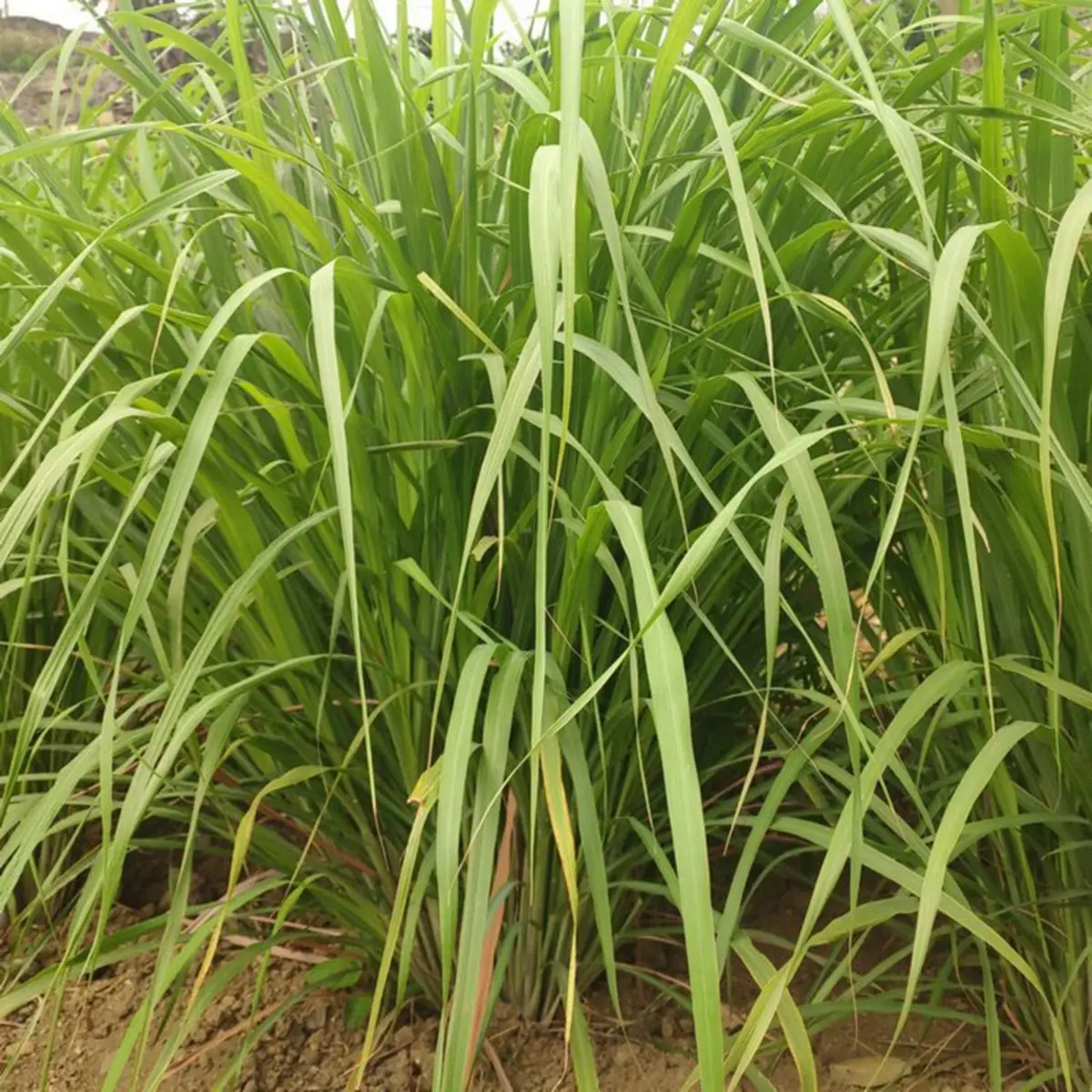 400 Lemongrass Seeds - Natural Mosquito-Repelling • Culinary • NON-GMO Heirloom