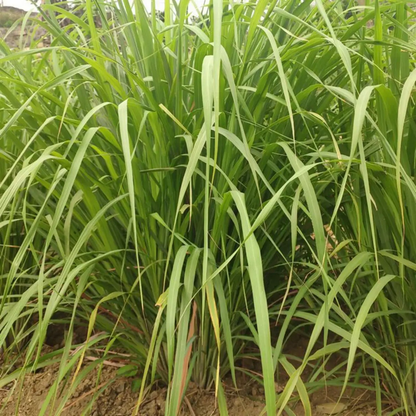 400 Lemongrass Seeds - Natural Mosquito-Repelling • Culinary • NON-GMO Heirloom
