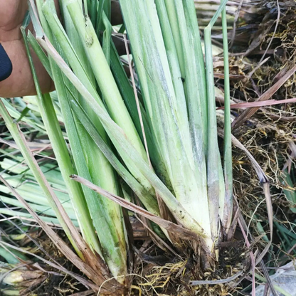 400 Lemongrass Seeds - Natural Mosquito-Repelling • Culinary • NON-GMO Heirloom