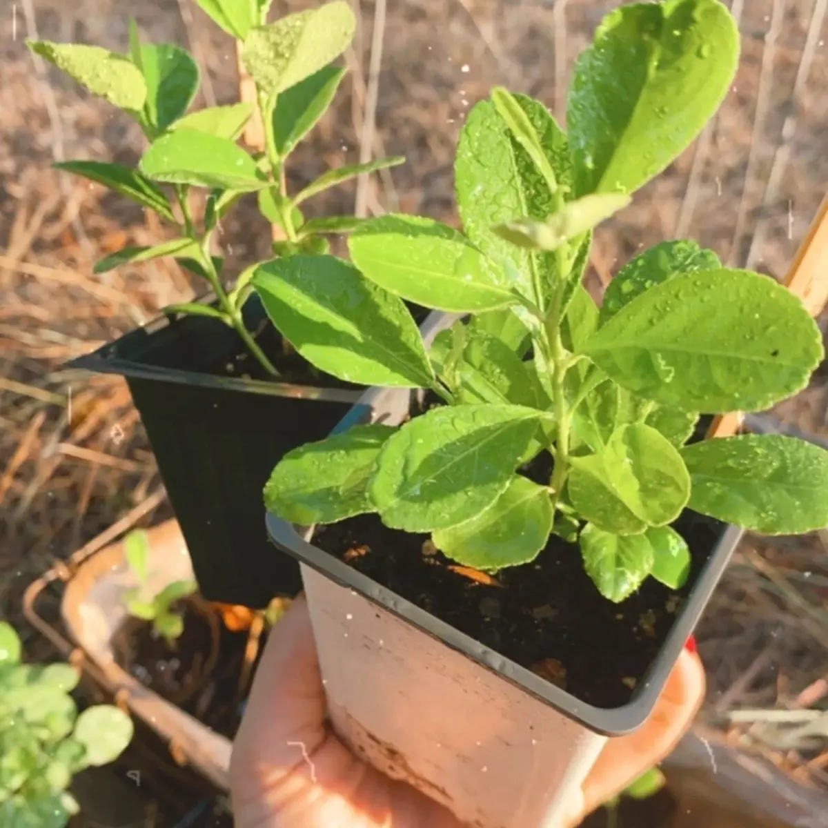 Small potted plant held by a hand with a blurred garden background  - HarvestNest Seeds