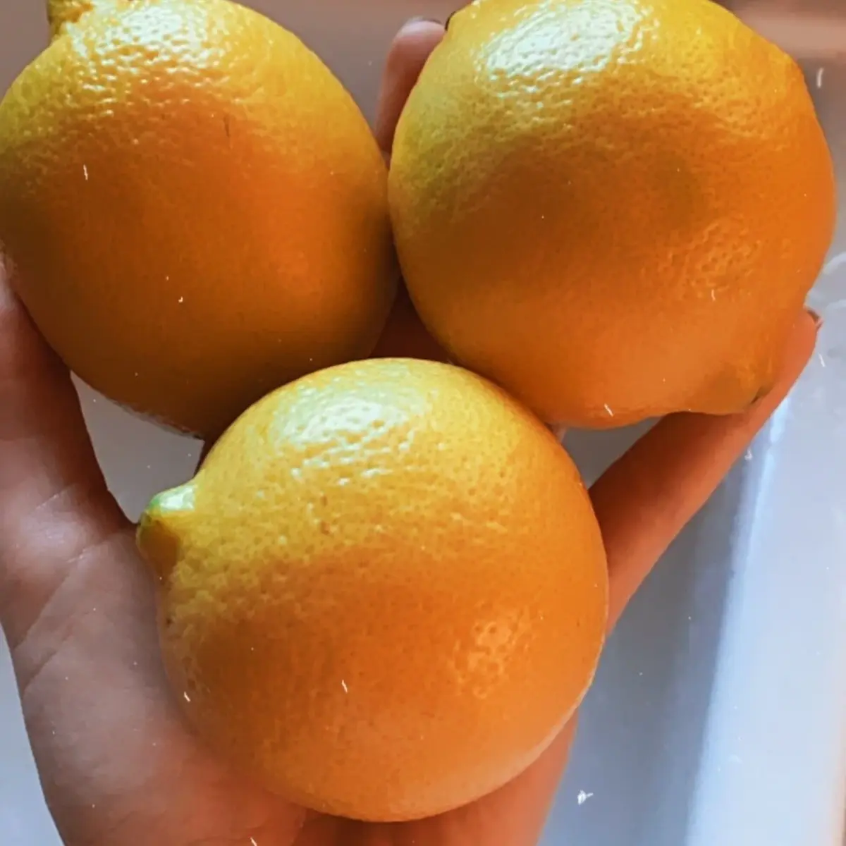 Three oranges held in a hand against a white background - HarvestNest Seeds