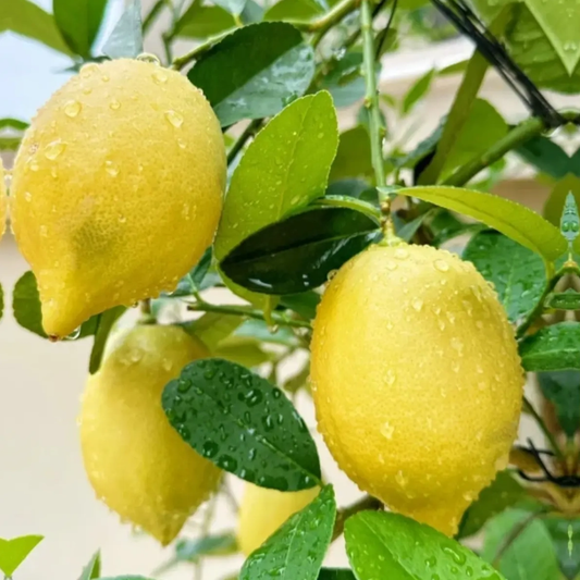 Three yellow lemons with water droplets on a green leafy branch - HarvestNest Seeds