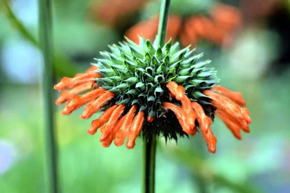 Close-up of a red and green flower with a blurred green background HarvestNest Seeds