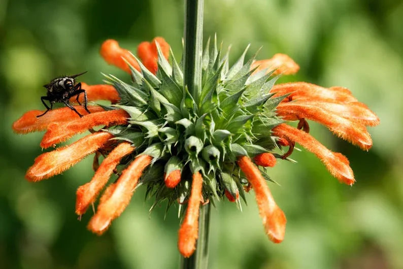 50 Lion’s Ear Seeds – Leonotis leonurus